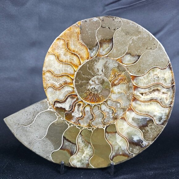 Ammonite - Picture 1 of 10